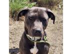 Adopt Achilles a American Pit Bull Terrier dog in Grand Junction, CO (41540104)