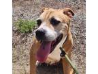 Adopt Polly a Tan/Yellow/Fawn American Pit Bull Terrier dog in Grand Junction