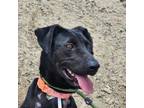 Adopt Grace a Black Labrador Retriever dog in Grand Junction, CO (41540095)