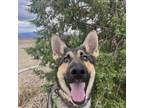 Adopt Shiva a Tricolor (Tan/Brown & Black & White) German Shepherd Dog dog in
