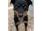Adopt Doc a Tricolor (Tan/Brown & Black & White) Australian Shepherd / Mixed