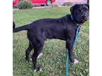 Adopt Apollo a Black Labrador Retriever dog in Grand Junction, CO (41549181)