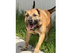 Adopt Butch a Red/Golden/Orange/Chestnut - with Black Black Mouth Cur / Shepherd