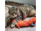 Adopt Greta a Brown Tabby Domestic Shorthair cat in Tecumseh, MI (41549168)