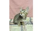Adopt Chandler a Brown Tabby Domestic Shorthair / Mixed Breed (Medium) / Mixed
