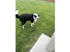 Adopt Tex a Black - with White Border Collie / Mixed dog in Nampa, ID (41549163)