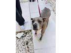 Adopt Jenna a Gray/Blue/Silver/Salt & Pepper American Staffordshire Terrier /