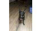 Adopt Miley a Black - with White Labrador Retriever / Doberman Pinscher / Mixed