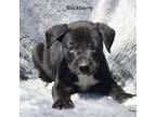 Adopt Blackberry a Black - with White Labrador Retriever / American Pit Bull