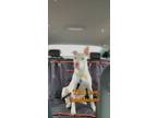 Adopt Falcon a White American Pit Bull Terrier / Beagle / Mixed dog in