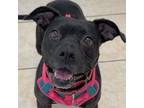Adopt Cece a Brindle American Staffordshire Terrier / Mixed Breed (Medium) dog