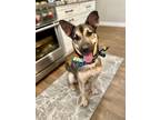 Adopt Popcorn Snackalicious a Tan/Yellow/Fawn - with Black German Shepherd Dog