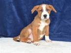 Adopt A602942 a Tan/Yellow/Fawn German Shepherd Dog / Mixed dog in Oroville