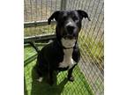 Adopt ZANDER a Tan/Yellow/Fawn Labrador Retriever / Pit Bull Terrier / Mixed dog