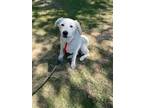 Adopt Pinkie Robinson a White Great Pyrenees / Retriever (Unknown Type) / Mixed