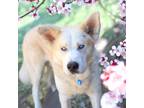 Adopt Bolt a Siberian Husky / Great Pyrenees / Mixed dog in Golden