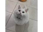 Adopt JON SNOW a White Persian / Mixed (long coat) cat in Rockville