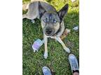 Adopt Star a Tricolor (Tan/Brown & Black & White) Alaskan Malamute / Husky /