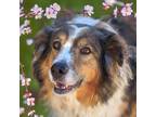 Adopt Grace a Australian Shepherd / Mixed dog in Golden, CO (41482281)