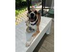 Adopt Arnold a Tricolor (Tan/Brown & Black & White) German Shepherd Dog / Mixed