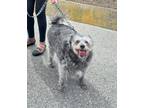 Adopt Pascal a Gray/Blue/Silver/Salt & Pepper Schnauzer (Standard) / Mixed dog
