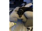 Adopt Reese a Black Coonhound (Unknown Type) / Rottweiler / Mixed dog in