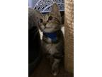 Adopt Hyacinth a Tan or Fawn Tabby Domestic Shorthair / Mixed (short coat) cat