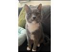 Adopt Murray a Gray or Blue (Mostly) Domestic Shorthair / Mixed cat in Cuyahoga