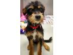 Adopt Star a Black - with Tan, Yellow or Fawn Schnauzer (Standard) / Terrier