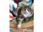 Adopt Toji a Calico or Dilute Calico American Shorthair / Mixed (medium coat)