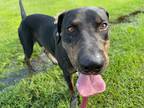 Adopt Hercules a Great Dane / Doberman Pinscher / Mixed dog in St.