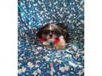 Adopt JULIE a Black - with White Shih Tzu / Mixed dog in Windsor, MO (41548986)