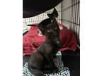 Adopt Benz a Black (Mostly) Domestic Mediumhair (medium coat) cat in Garden