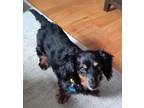 Adopt Budukha TX a Black - with Brown, Red, Golden, Orange or Chestnut Dachshund