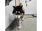 Adopt Daisy a Siberian Husky / Mixed dog in Escondido, CA (41548927)