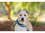 Adopt Johnny a American Pit Bull Terrier / Mixed dog in Escondido, CA (41548926)