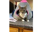 Adopt Percy a Gray, Blue or Silver Tabby Domestic Shorthair / Mixed (short coat)