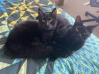 Adopt Eddie & Charlie Murphy a Black (Mostly) American Shorthair / Mixed (short