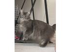 Adopt Jade a Gray or Blue Domestic Mediumhair / Mixed Breed (Medium) / Mixed