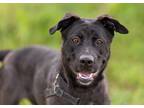 Adopt Leila a Labrador Retriever / American Pit Bull Terrier / Mixed dog in San