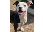 Adopt Benny a Mixed Breed (Medium) / Mixed dog in Duncan, OK (41509085)