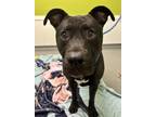 Adopt Theodore a Black American Pit Bull Terrier / Labrador Retriever / Mixed