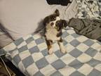 Adopt Bates a Tricolor (Tan/Brown & Black & White) Australian Shepherd / Mixed