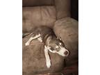 Adopt Monkey a Brown/Chocolate - with White Mutt / Mixed dog in Porter