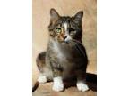 Adopt Malloy (3-legged, FeLV+) a Brown Tabby Domestic Shorthair / Mixed (short