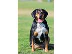 Adopt Memphis a Beagle / Mixed dog in greenville, SC (41548763)