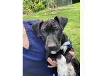 Adopt Bolt a Black - with White Labrador Retriever / Schnauzer (Standard) /