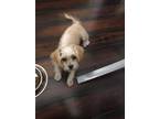 Adopt Cinderella a White Terrier (Unknown Type, Medium) / Mixed dog in Corona