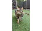 Adopt Ivy a Brown or Chocolate (Mostly) American Shorthair / Mixed (short coat)