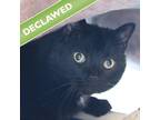 Adopt Lea a Domestic Shorthair / Mixed cat in Des Moines, IA (41477651)